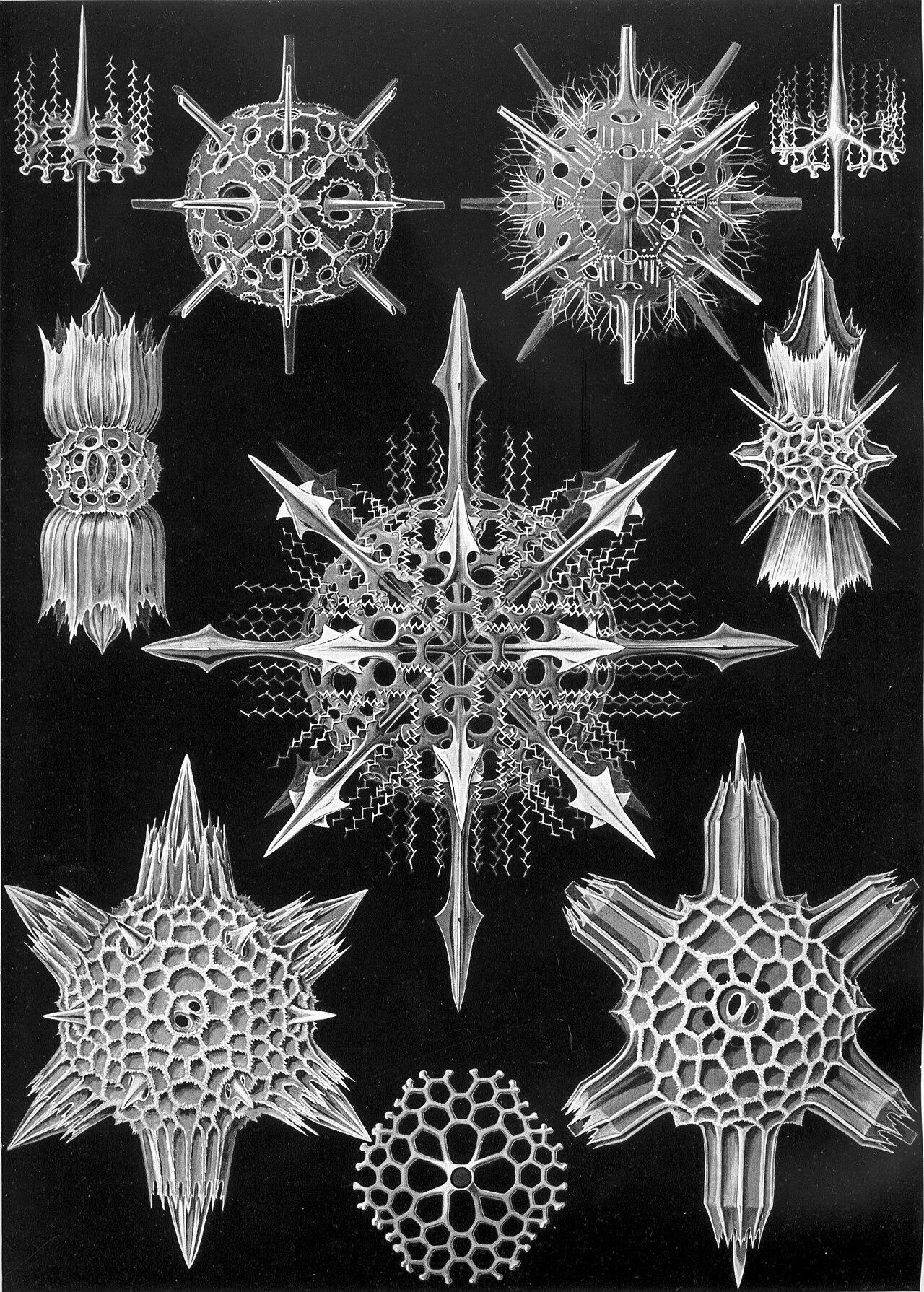 Radiolarian geometry — Acanthophracta — Ernst Haeckel, original artwork; not a product photo
