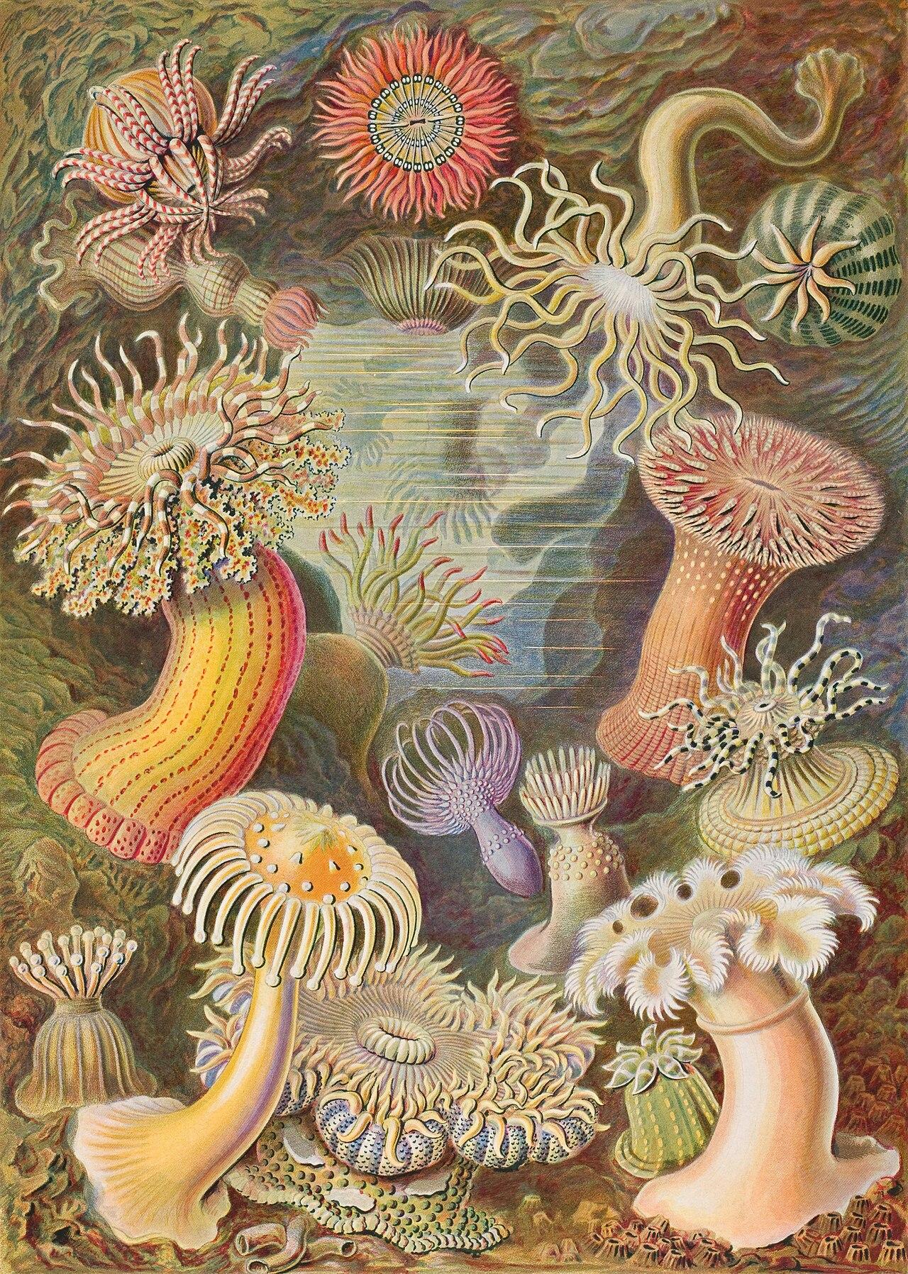Sea anemones — Actiniae — Ernst Haeckel, original artwork; not a product photo