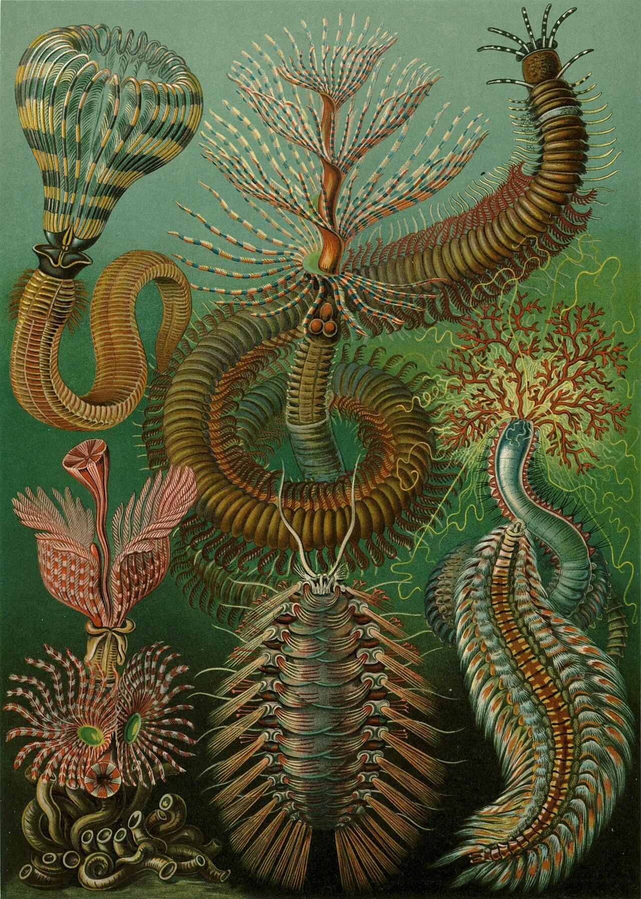 Annelid forms — Chaetopoda — Ernst Haeckel, original artwork; not a product photo