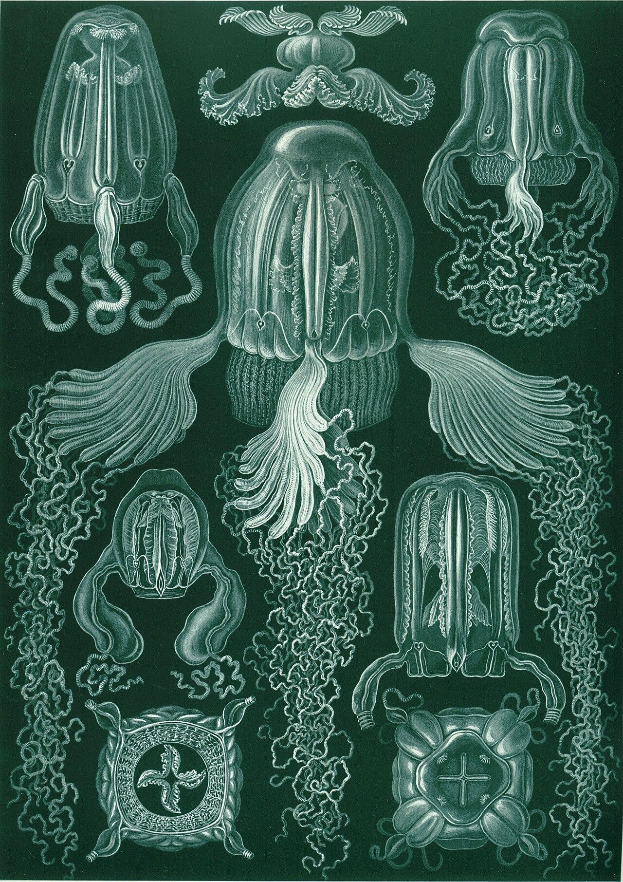 Box jellyfish — Cubomedusae — Ernst Haeckel, original artwork; not a product photo