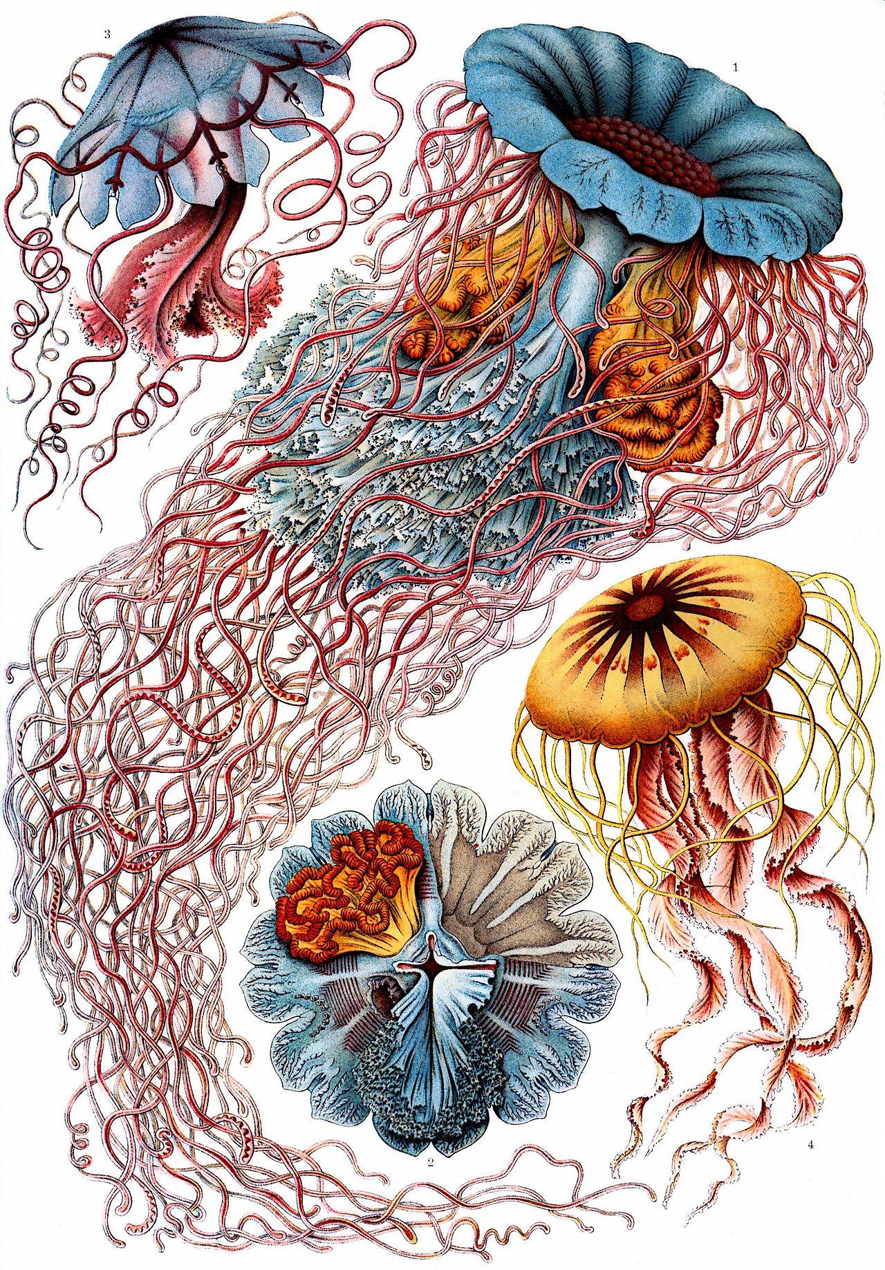 Jellyfish — Discomedusae, plate 8 — Ernst Haeckel, original artwork; not a product photo