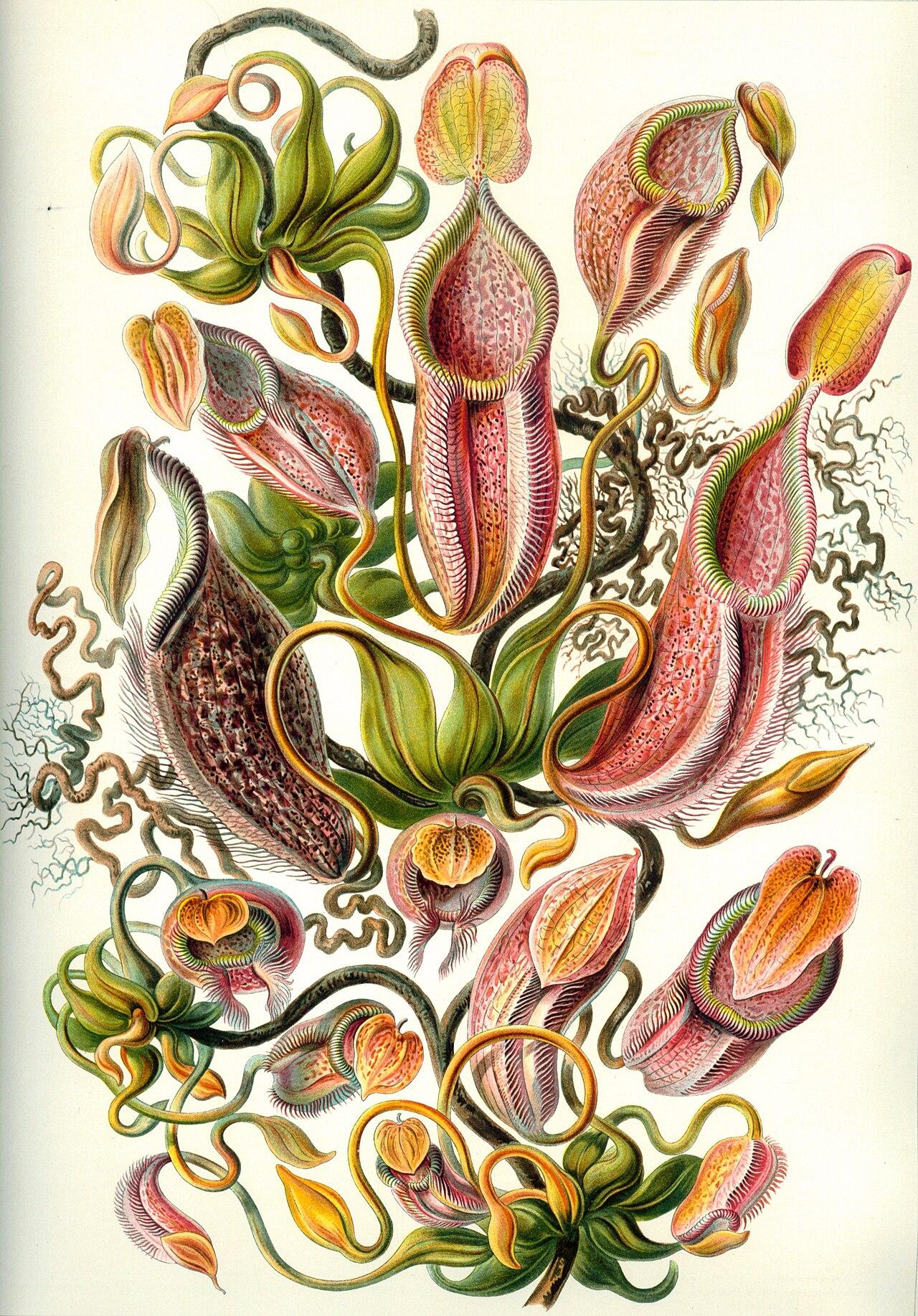 Pitcher plants — Nepenthaceae — Ernst Haeckel, original artwork; not a product photo