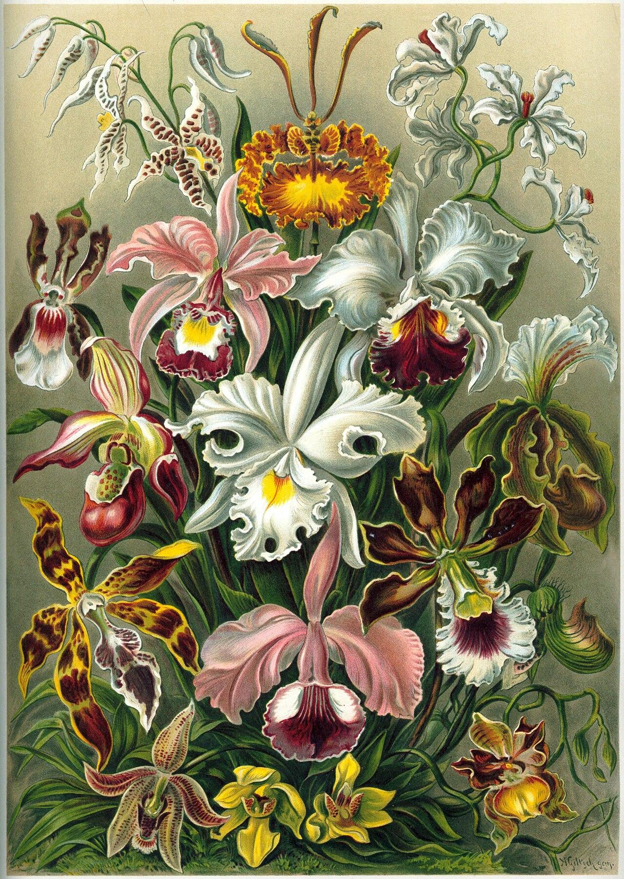 Orchids — Orchidae — Ernst Haeckel, original artwork; not a product photo