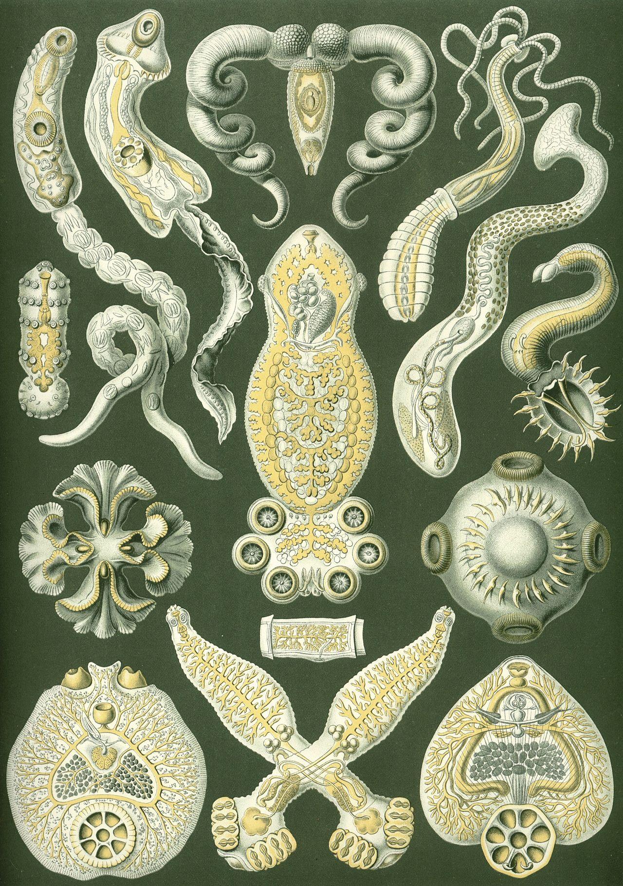 Flatworm forms — Platodes — Ernst Haeckel, original artwork; not a product photo