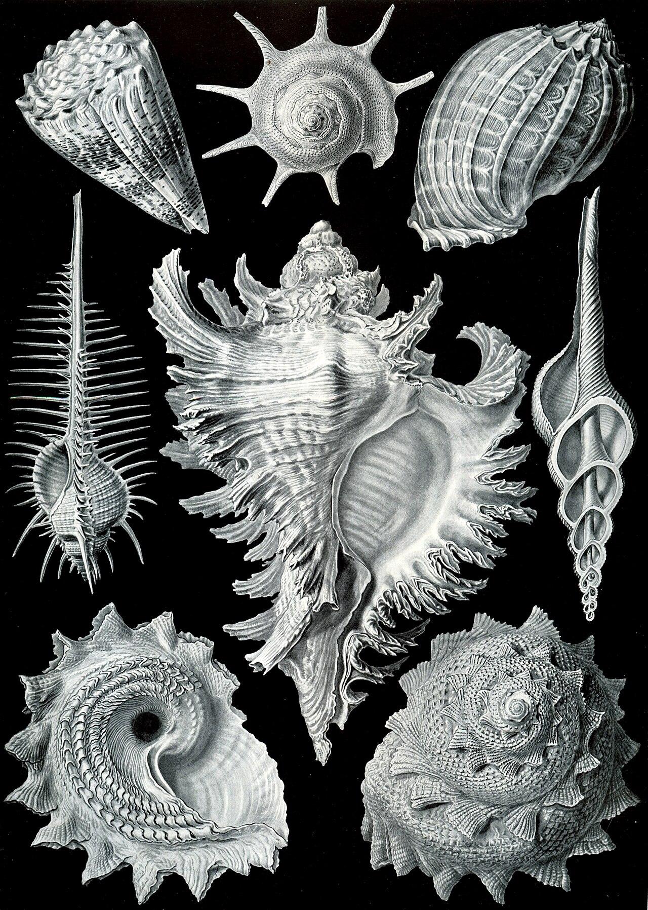 Seashells — Prosobranchia — Ernst Haeckel, original artwork; not a product photo