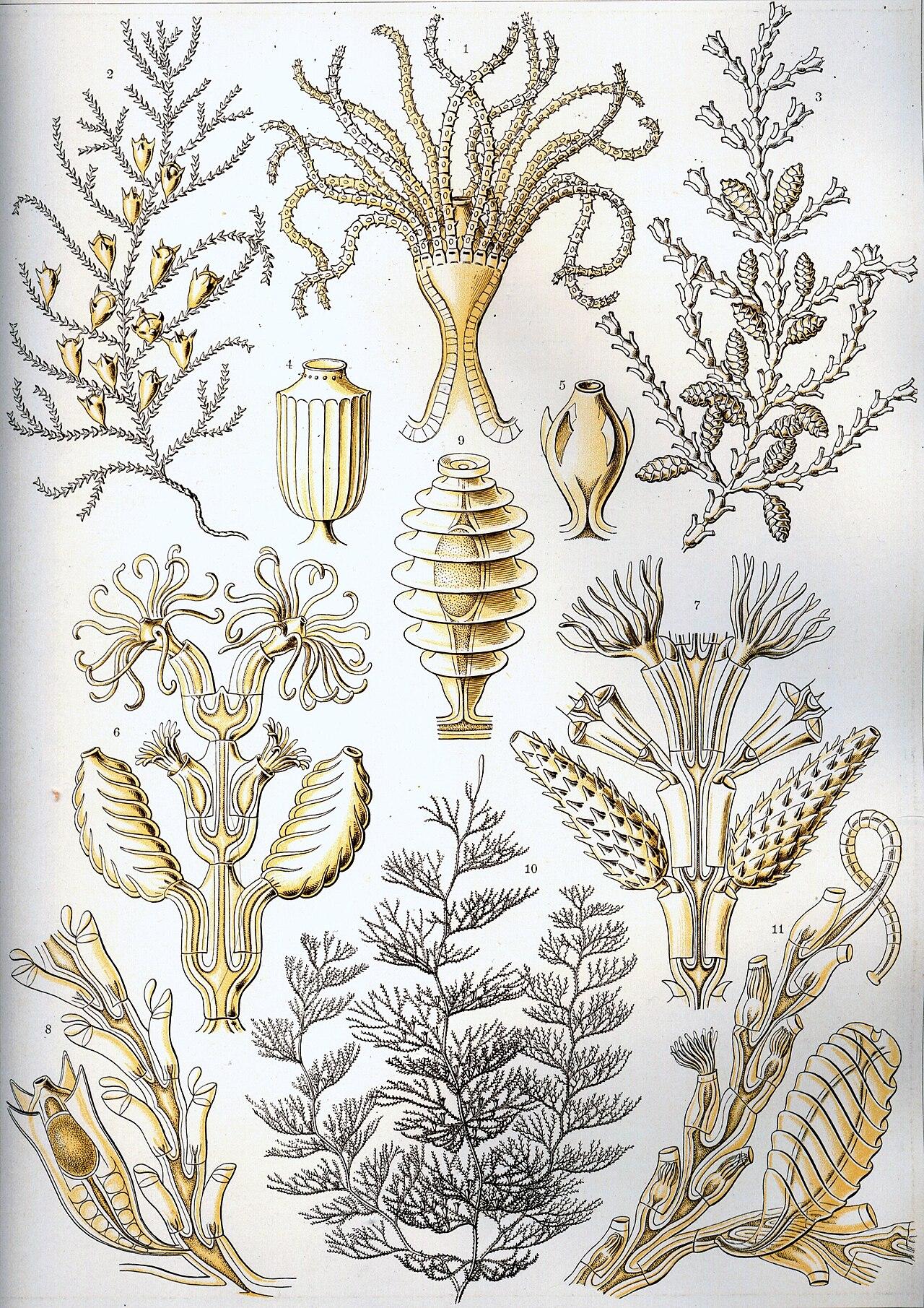 Hydroid forms — Sertulariae — Ernst Haeckel, original artwork; not a product photo