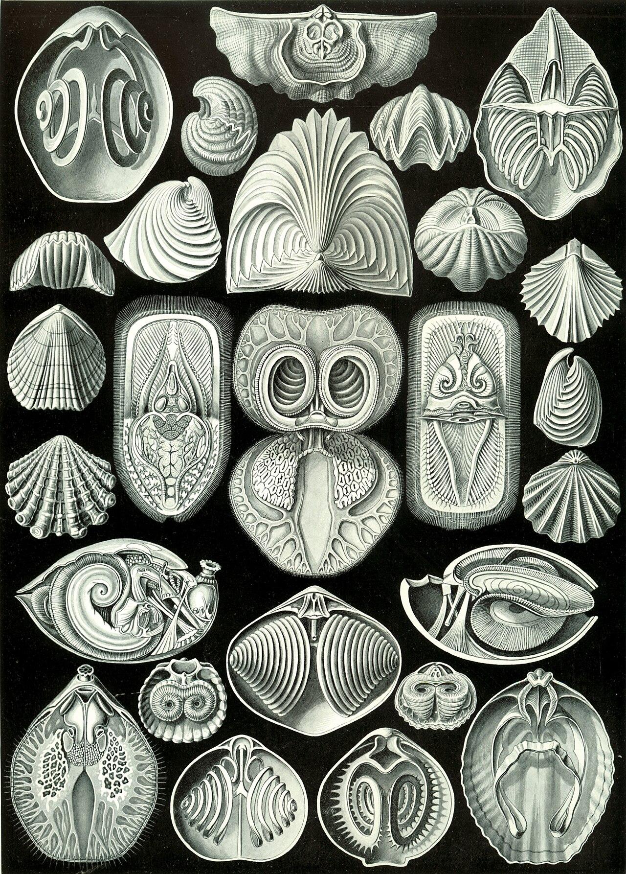 Shell geometry — Spirobranchia — Ernst Haeckel, original artwork; not a product photo