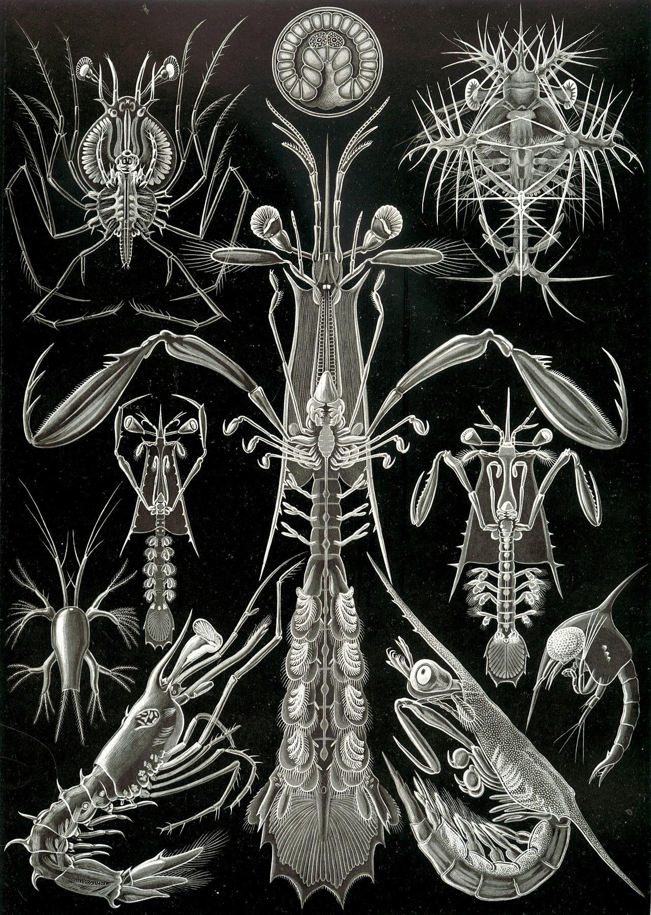 Crustaceans — Thoracostraca — Ernst Haeckel, original artwork; not a product photo