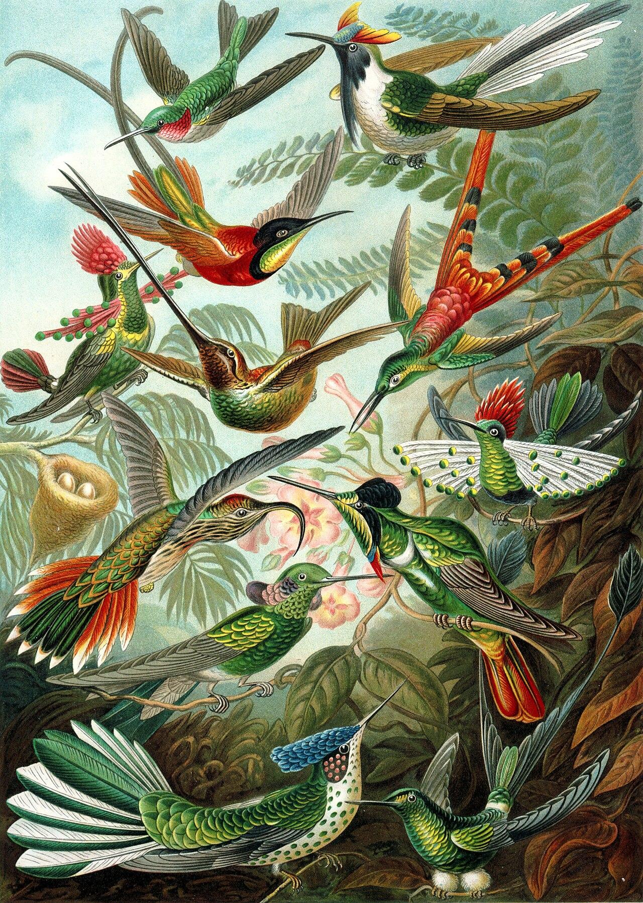 Hummingbirds — Trochilidae — Ernst Haeckel, original artwork; not a product photo
