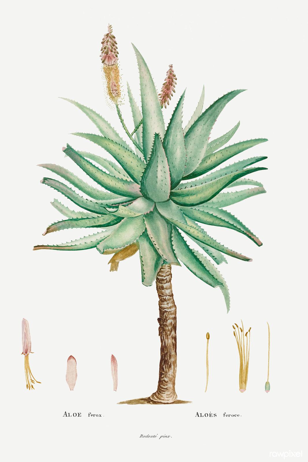 Aloe ferox — Pierre-Joseph Redouté, original artwork; not a product photo