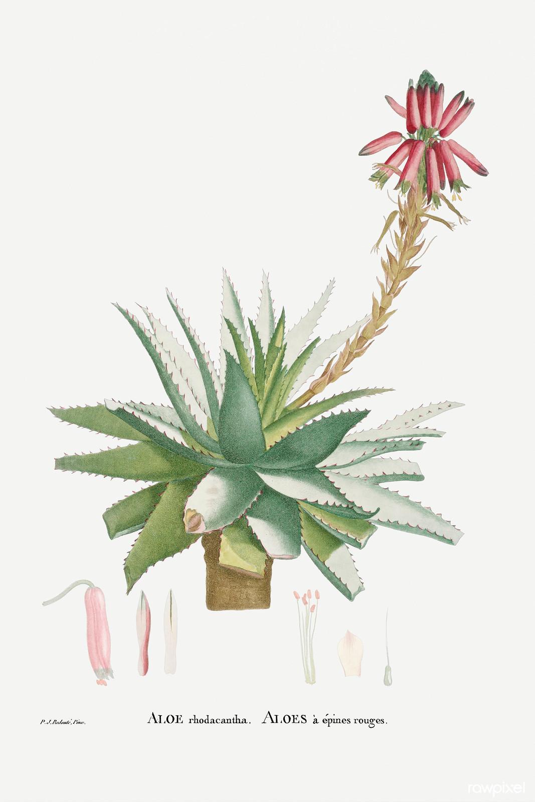 Aloe rhodacantha — Pierre-Joseph Redouté, original artwork; not a product photo