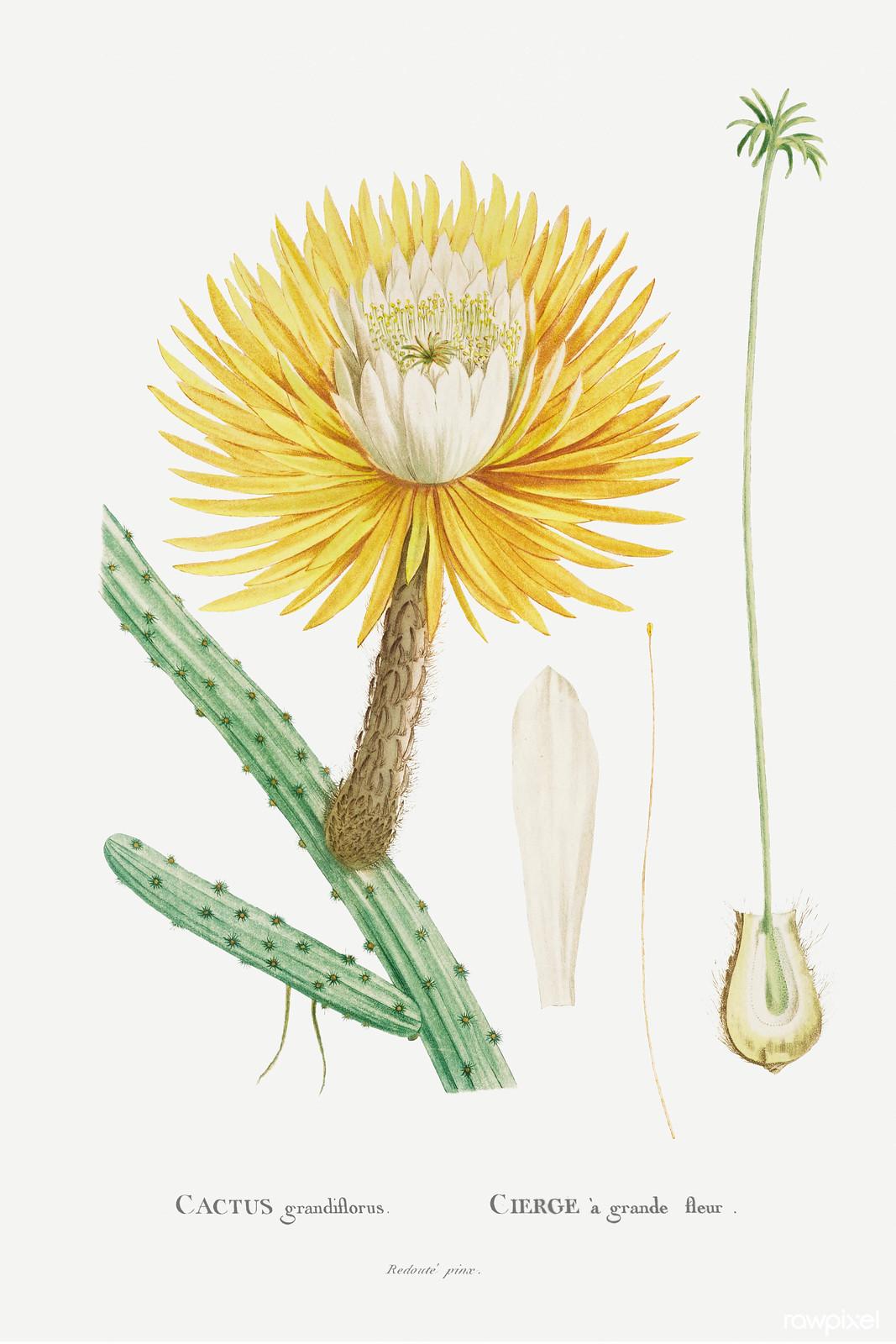 Cactus grandiflorus — Pierre-Joseph Redouté, original artwork; not a product photo
