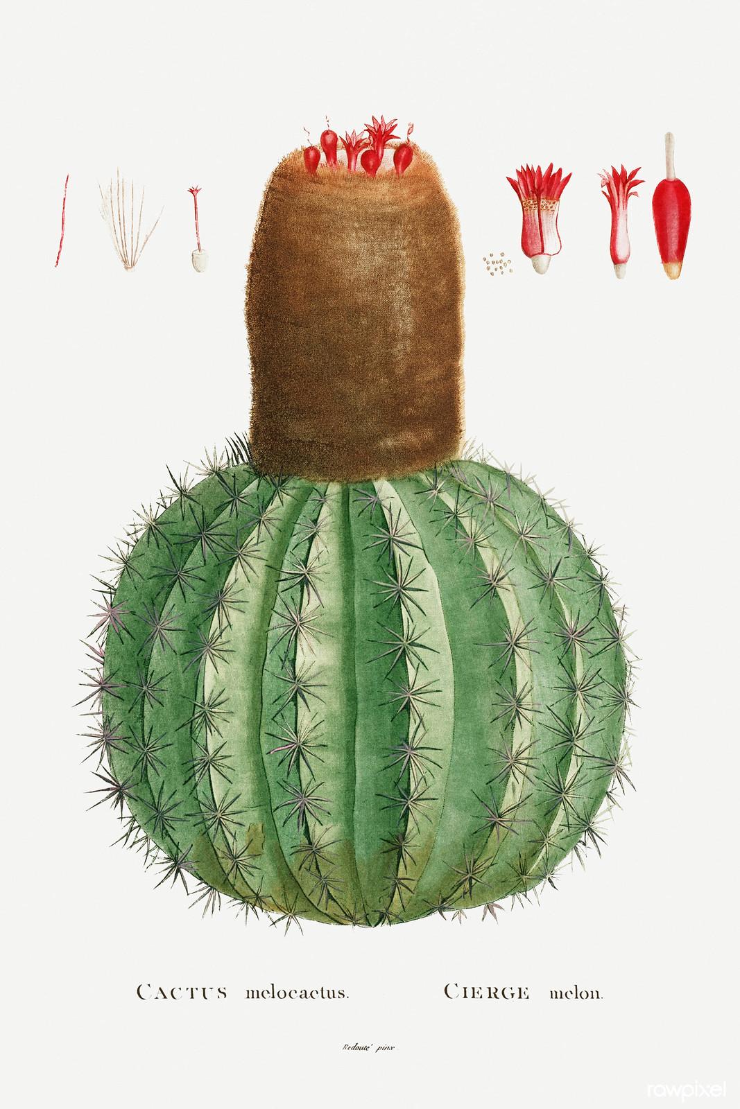Cactus melocactus — Pierre-Joseph Redouté, original artwork; not a product photo