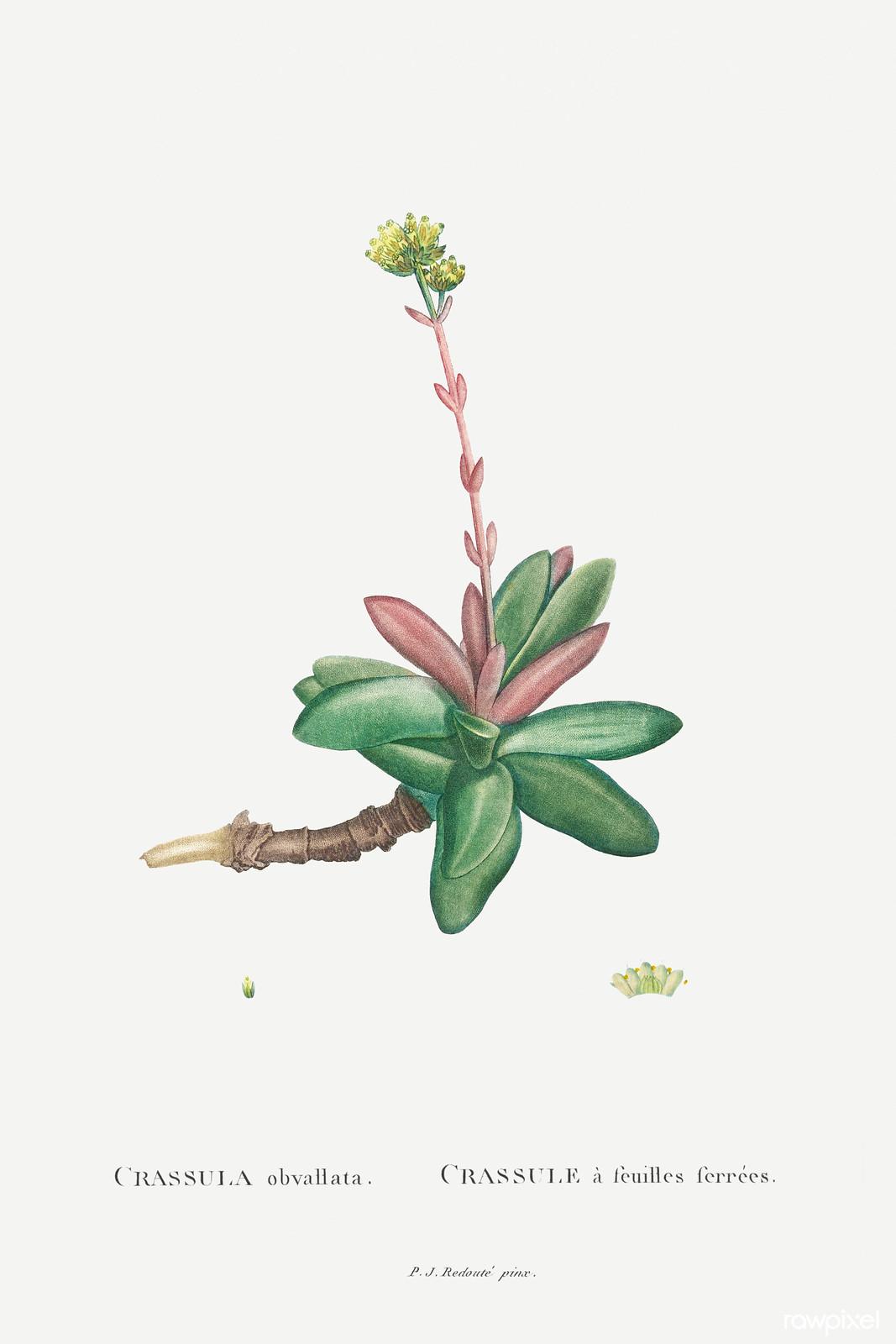 Crassula obvallata — Pierre-Joseph Redouté, original artwork; not a product photo