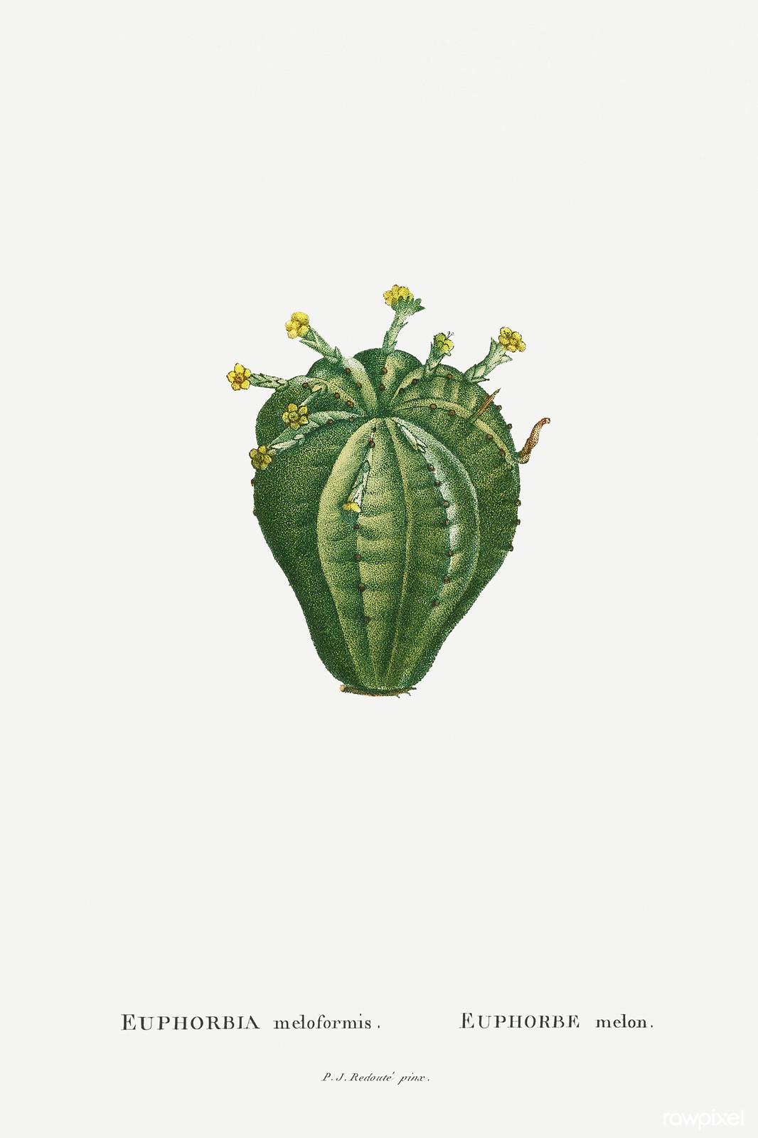 Euphorbia meloformis — Pierre-Joseph Redouté, original artwork; not a product photo