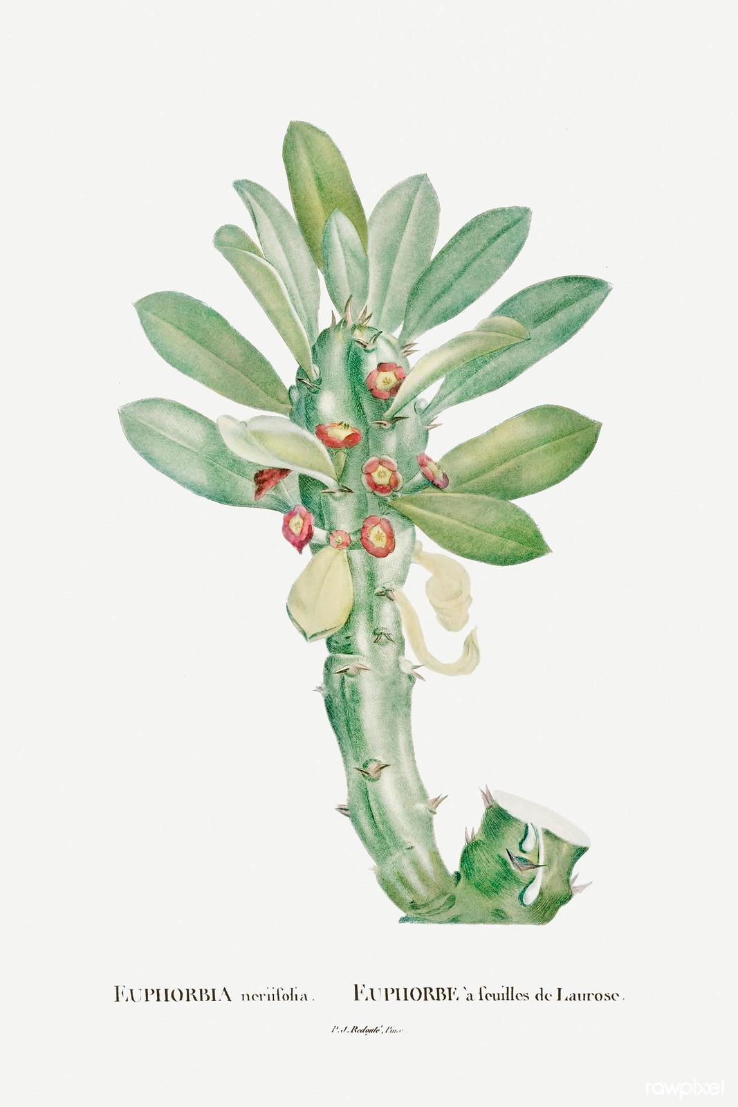 Euphorbia neriifolia — Pierre-Joseph Redouté, original artwork; not a product photo