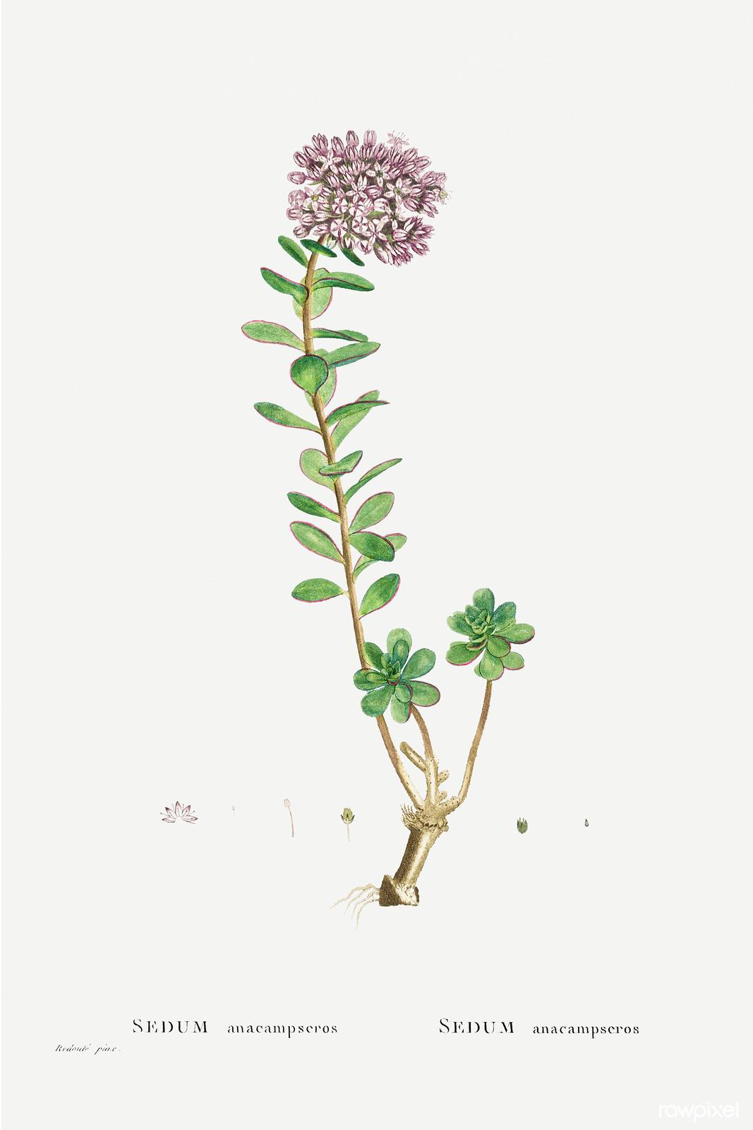 Sedum anacampseros — Pierre-Joseph Redouté, original artwork; not a product photo